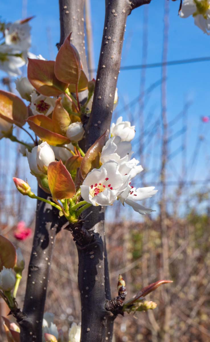 Pyrus pyrifolia 'Hosui' op stam bloem