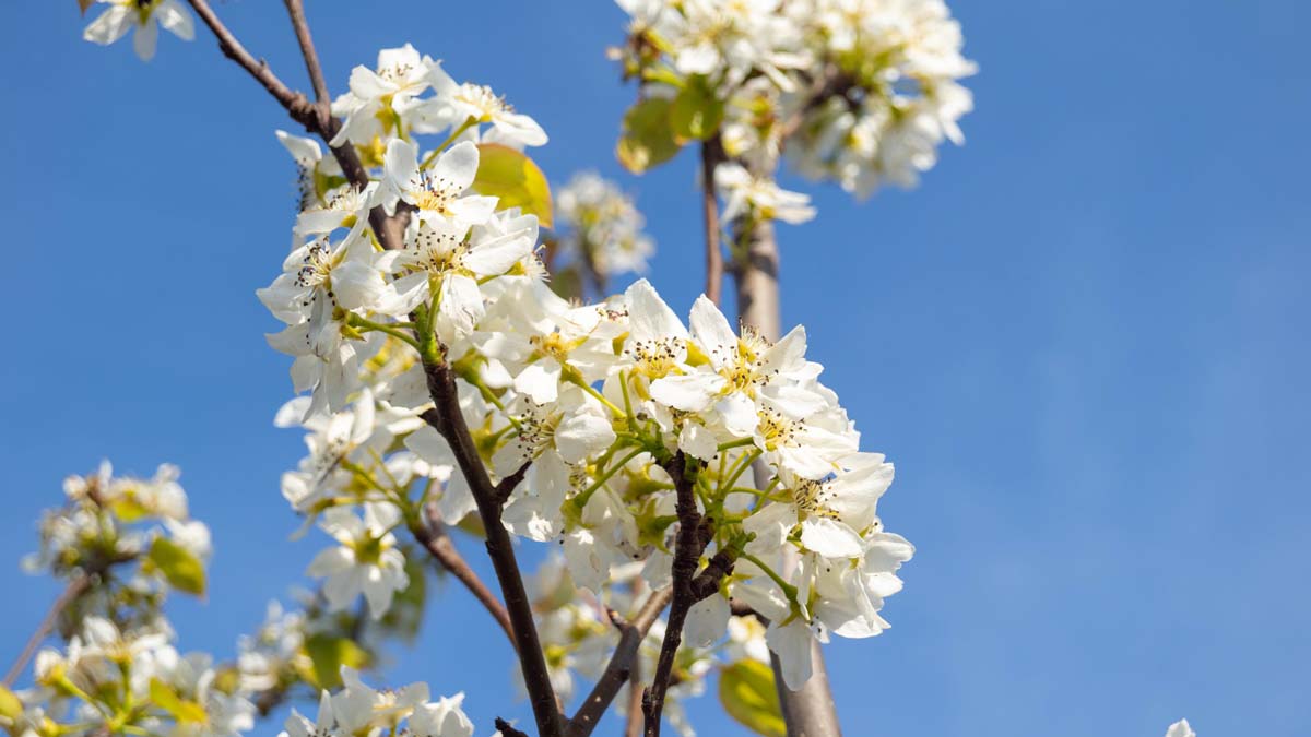 Pyrus pyrifolia 'Tama' op stam bloem