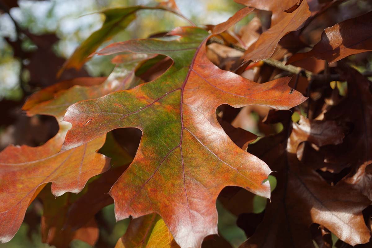 Quercus ellipsoidalis op stam herfstkleur