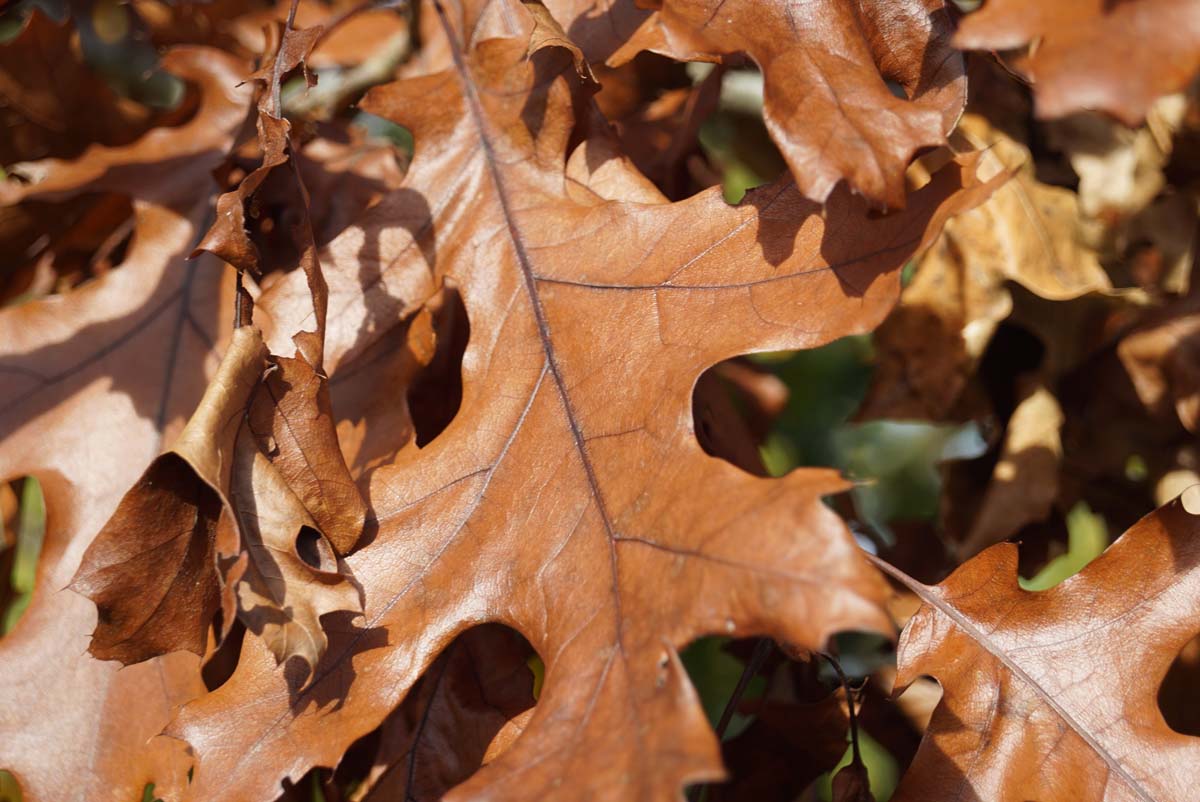Quercus ellipsoidalis op stam herfstkleur