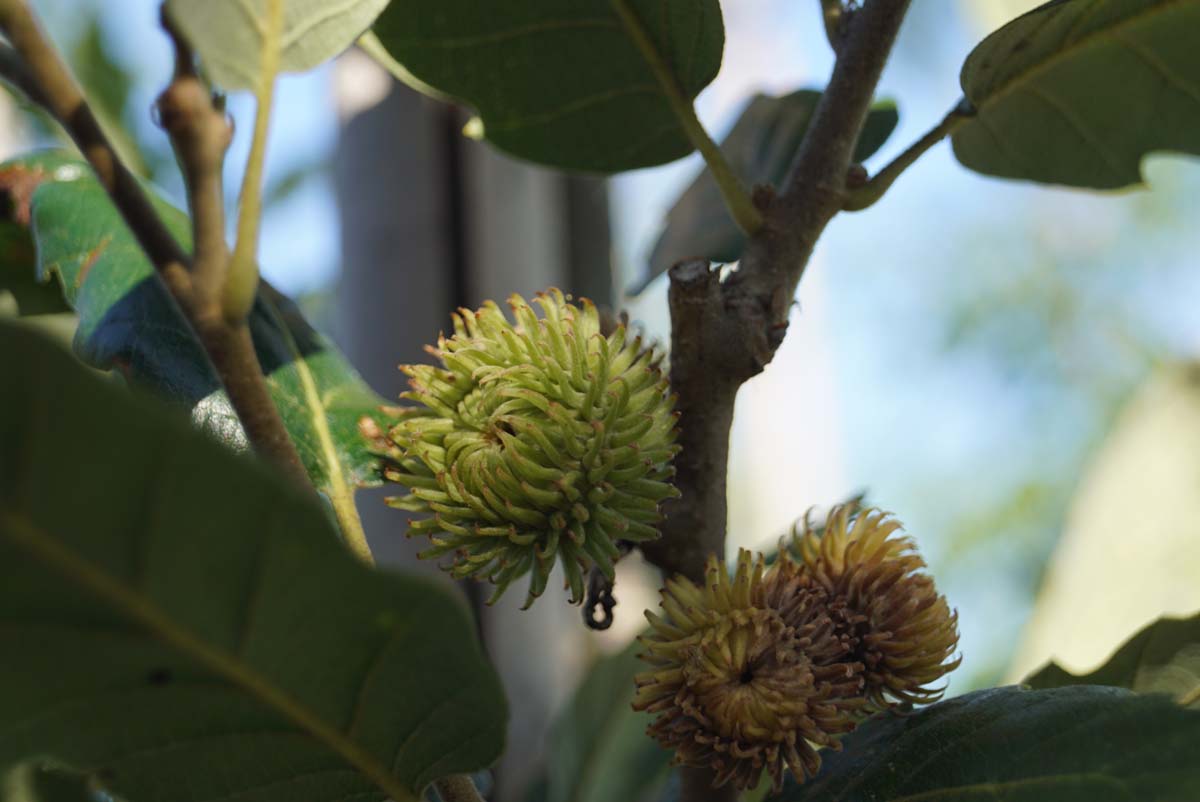Quercus hispanica 'Fulhamensis' op stam bloem