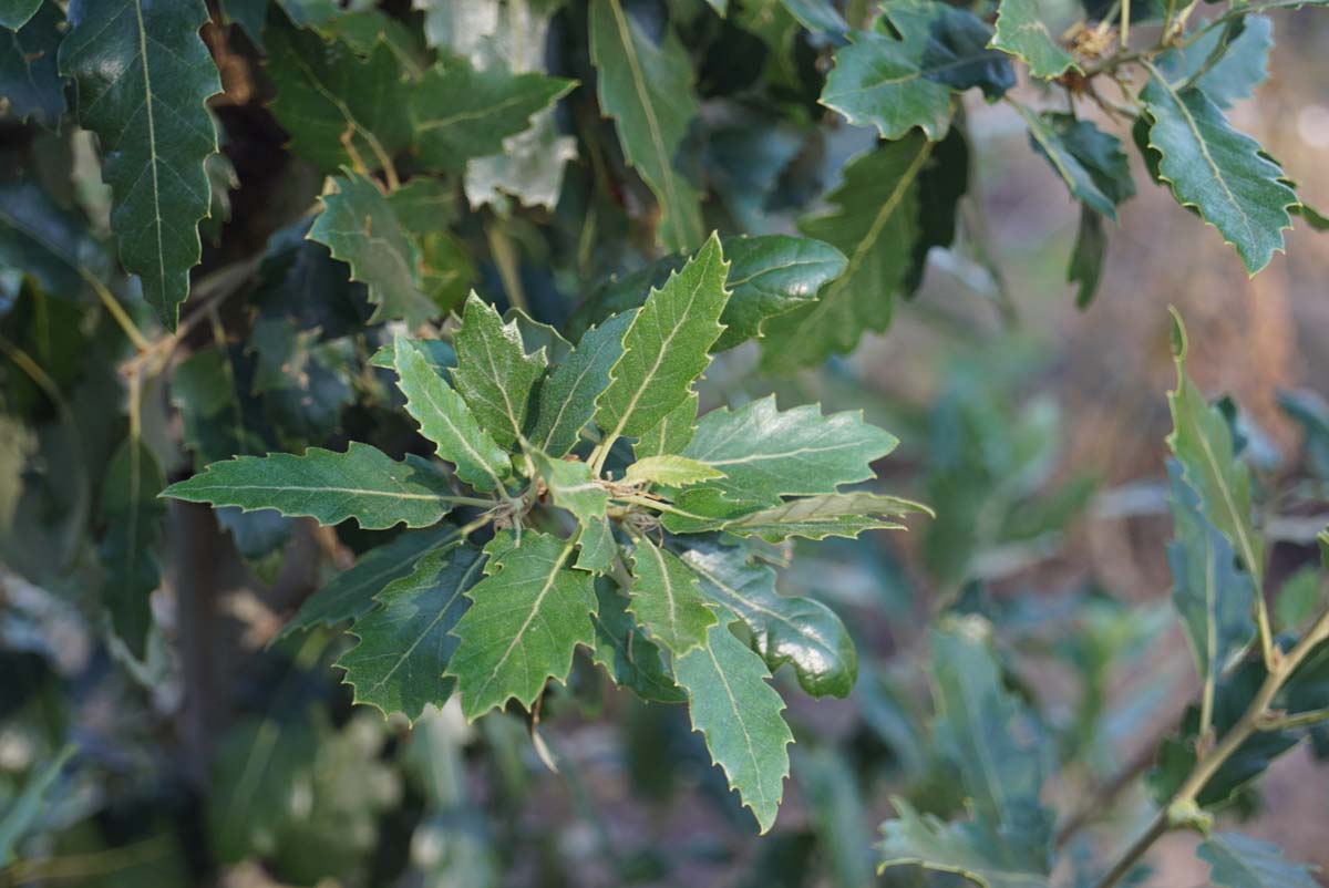 Quercus hispanica 'Fulhamensis' op stam blad