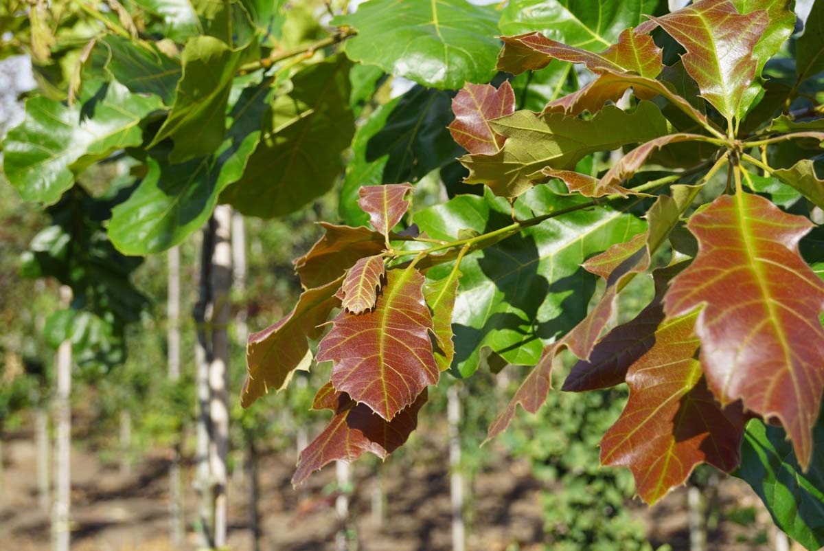 Quercus velutina meerstammig / struik blad