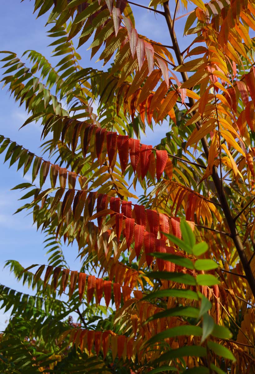 Rhus typhina Tuinplanten hefrfstkleur