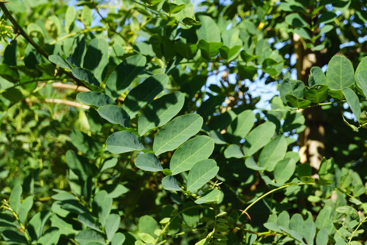 Robinia pseudoacacia 'Nyirségí' op stam blad