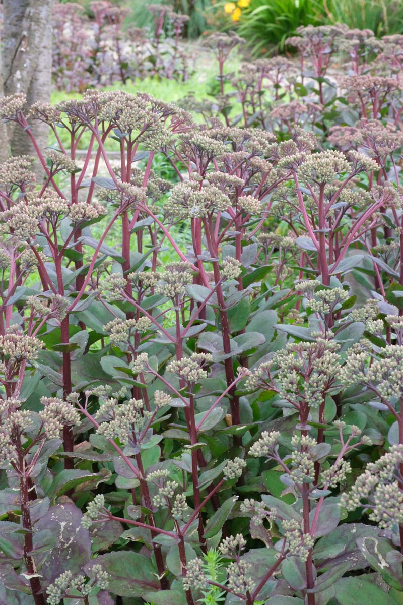 Sedum 'Matrona' bloem