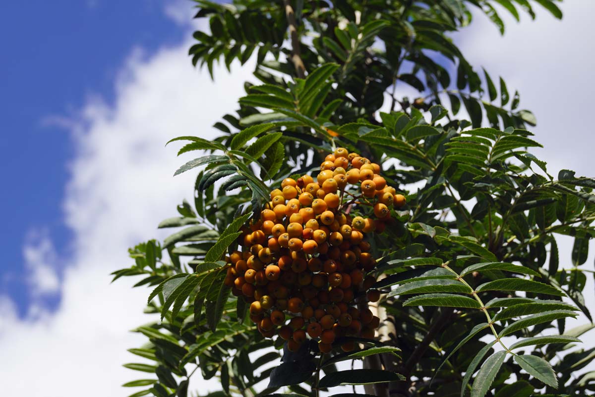 Sorbus scalaris Tuinplanten bes