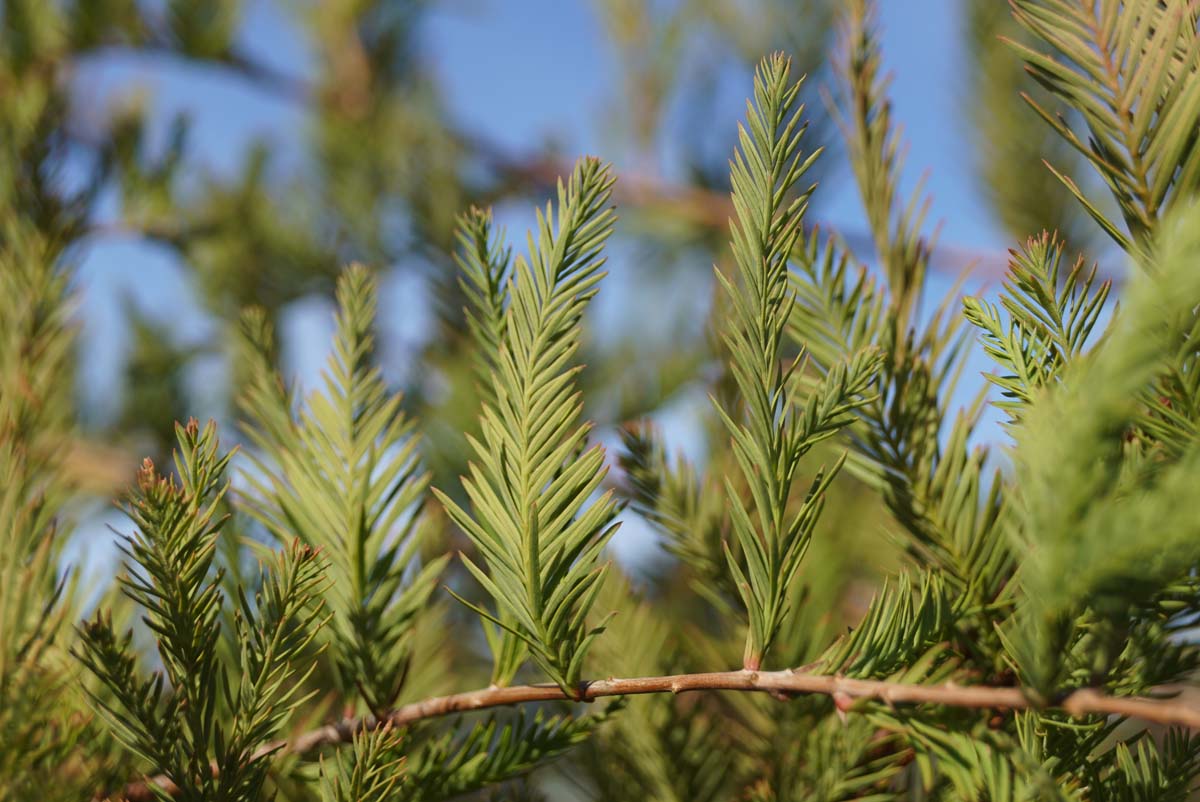 Taxodium distichum dakboom naald