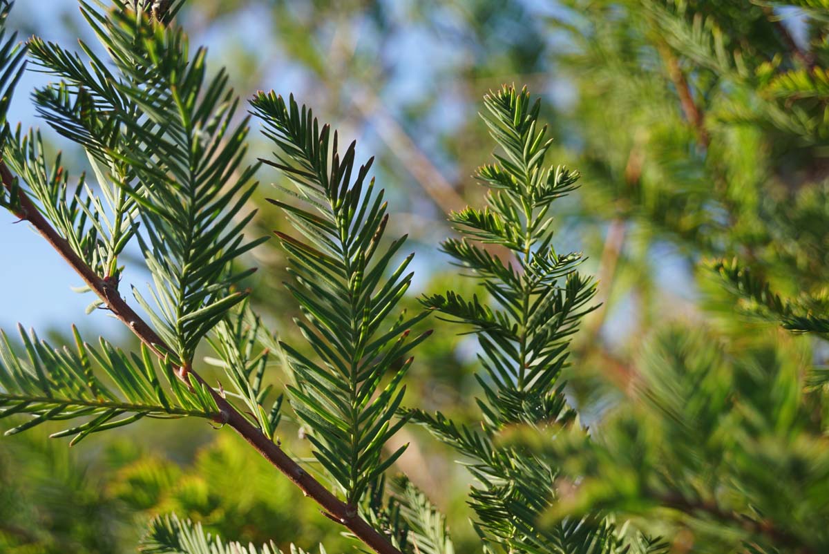Taxodium distichum dakboom naald