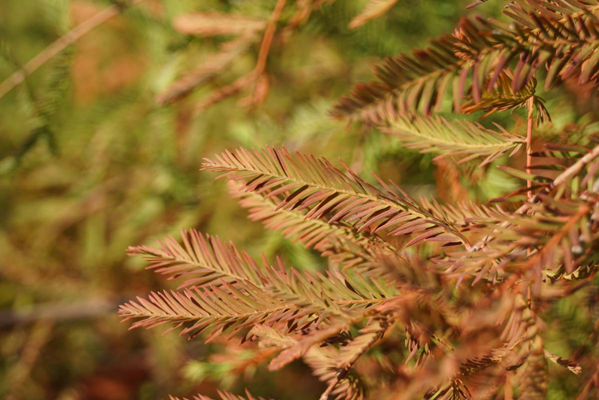 Taxodium distichum dakboom herfstkleur