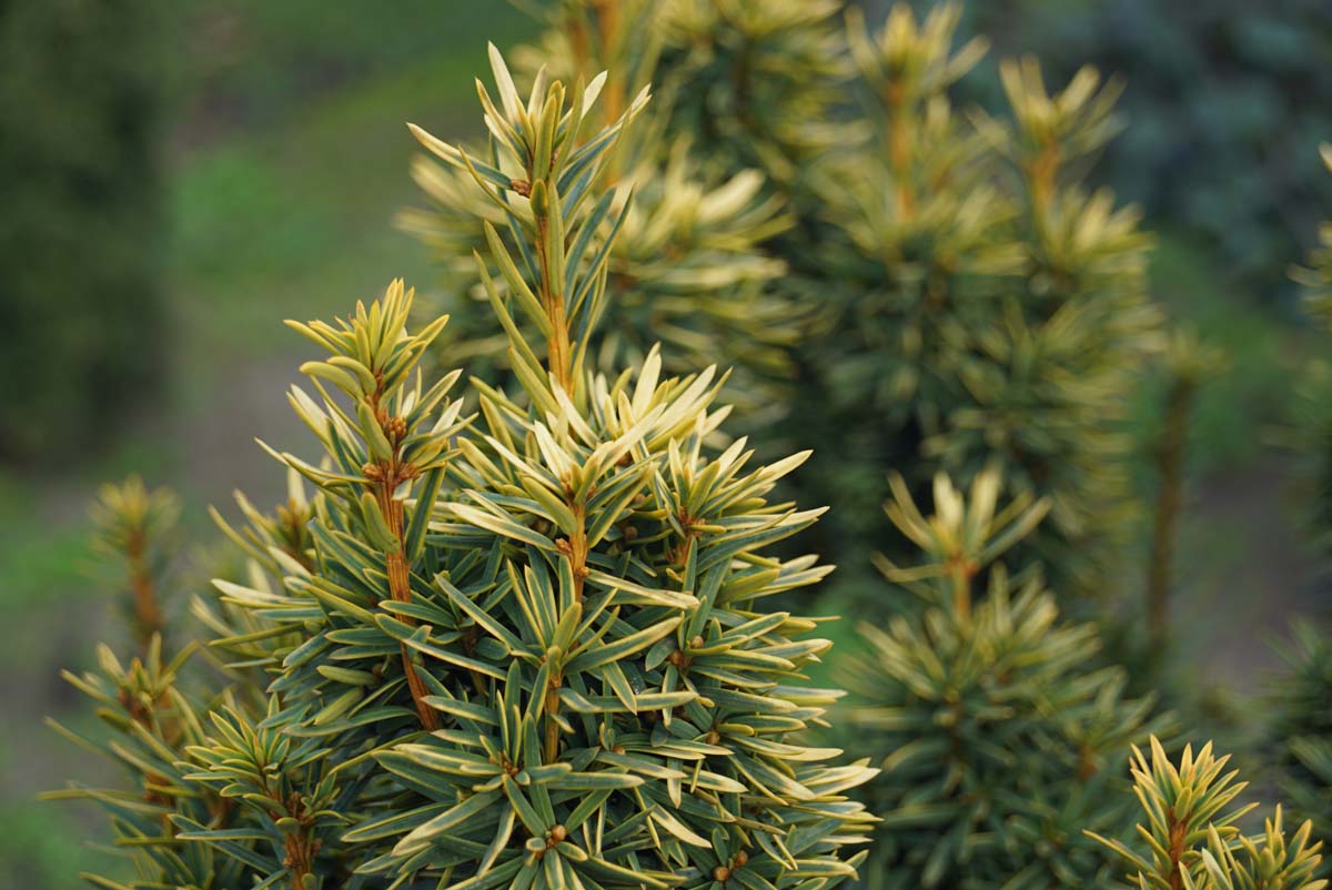 Taxus baccata 'David' naald
