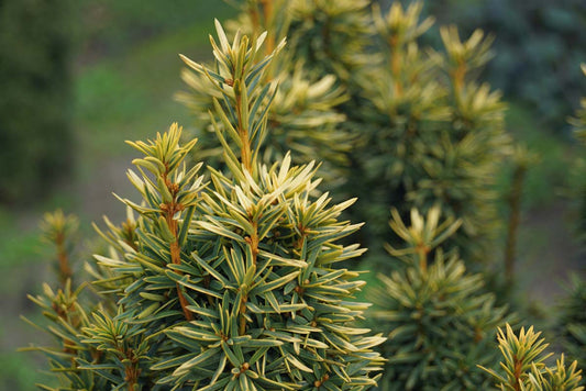 Taxus baccata 'David' meerstammig / struik naald