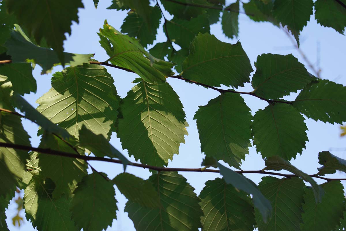 Ulmus laevis haagplant twijg