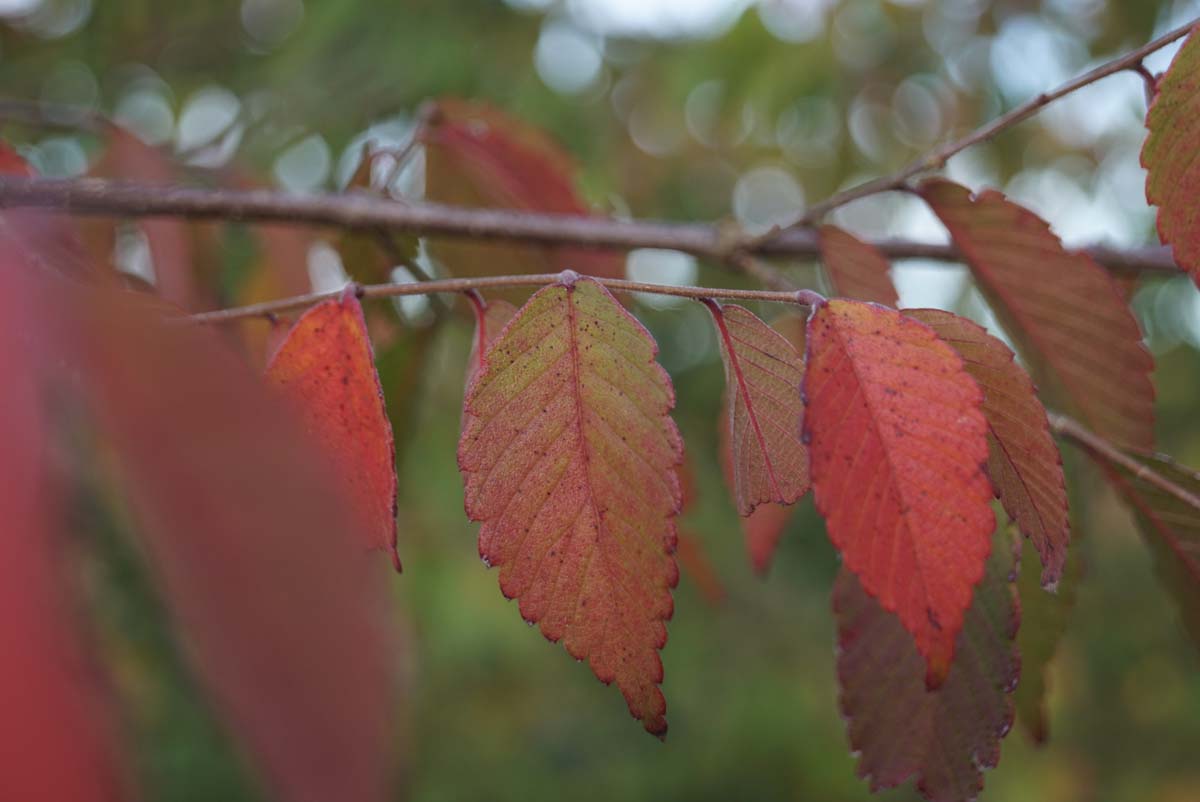 Zelkova serrata haagplant herfstkleur