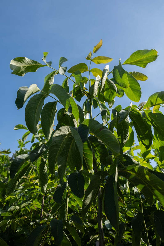 Juglans regia 'Plovdivski' meerstammig / struik twijg