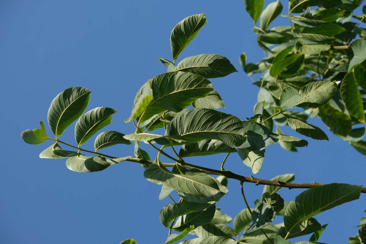 Juglans regia 'Proslavski' meerstammig / struik twijg