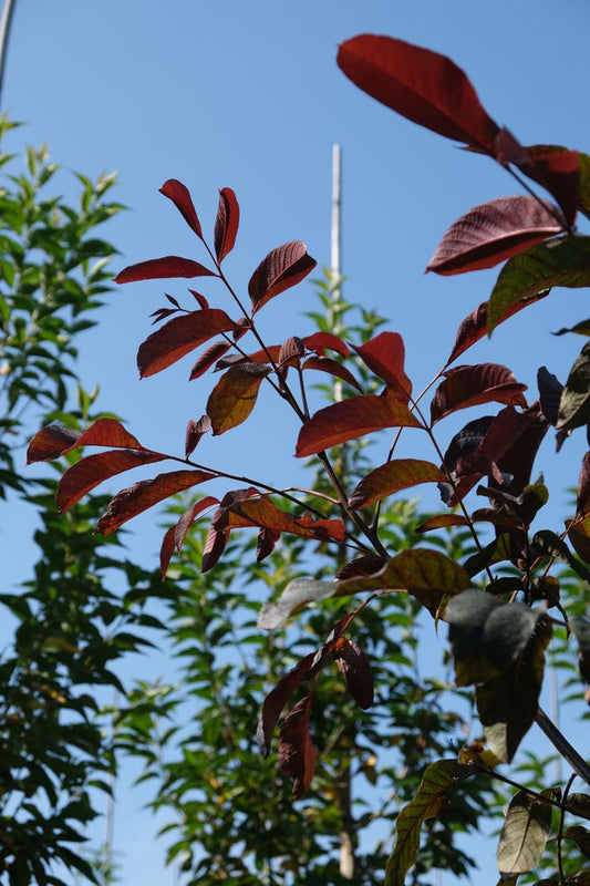 Juglans regia 'Purpurea' Tuinplanten twijg
