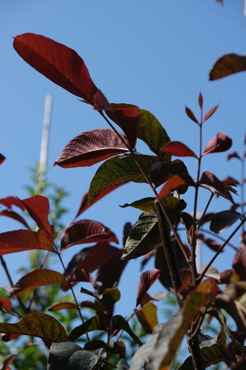 Juglans regia 'Purpurea' Tuinplanten blad