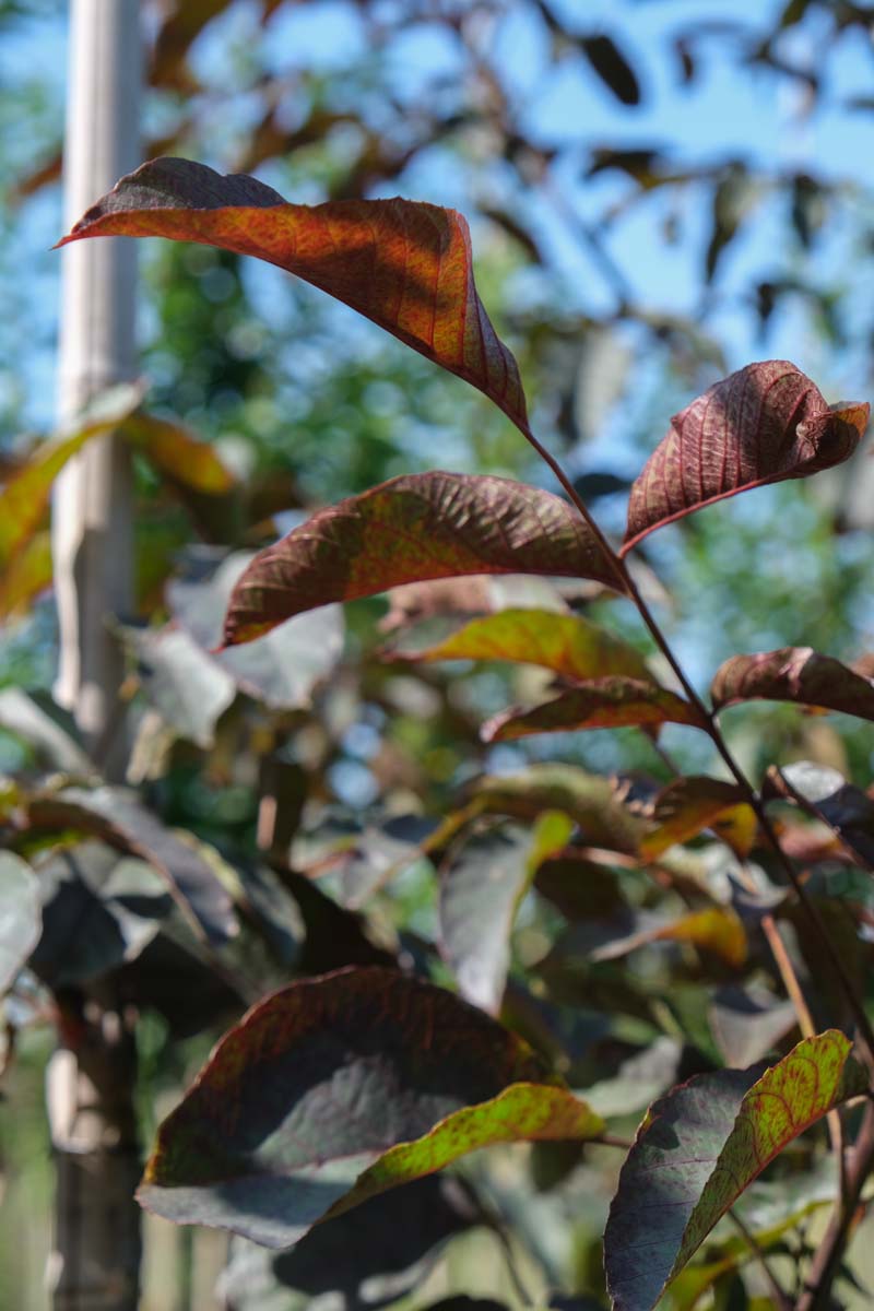 Juglans regia 'Purpurea' Tuinplanten blad