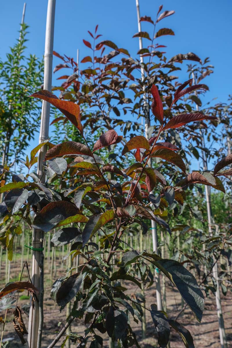Juglans regia 'Purpurea' Tuinplanten twijg