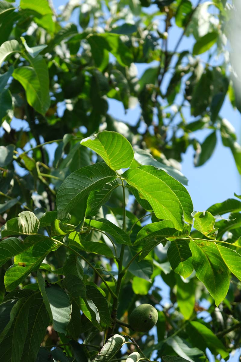 Juglans regia Tuinplanten blad