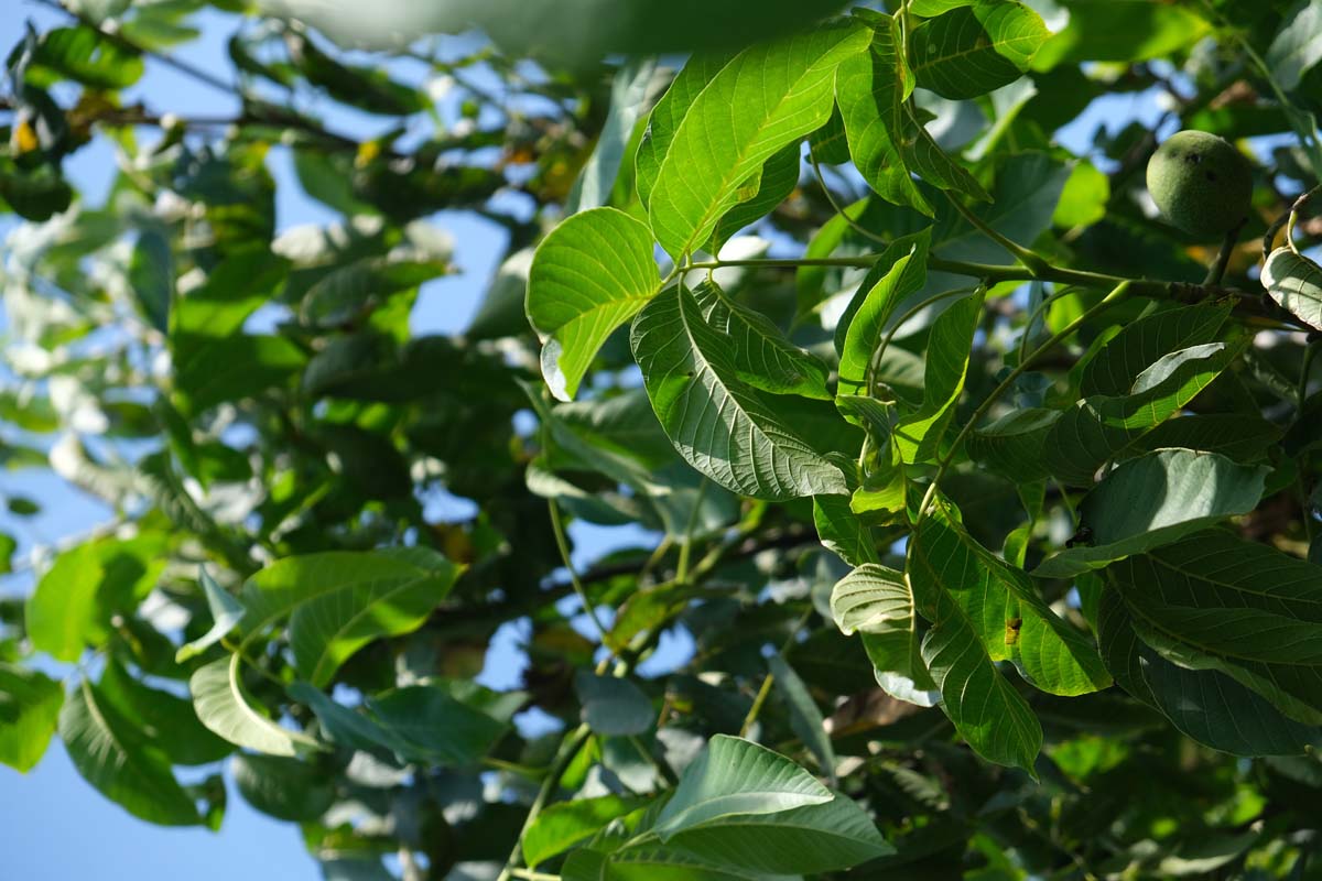 Juglans regia meerstammig / struik blad