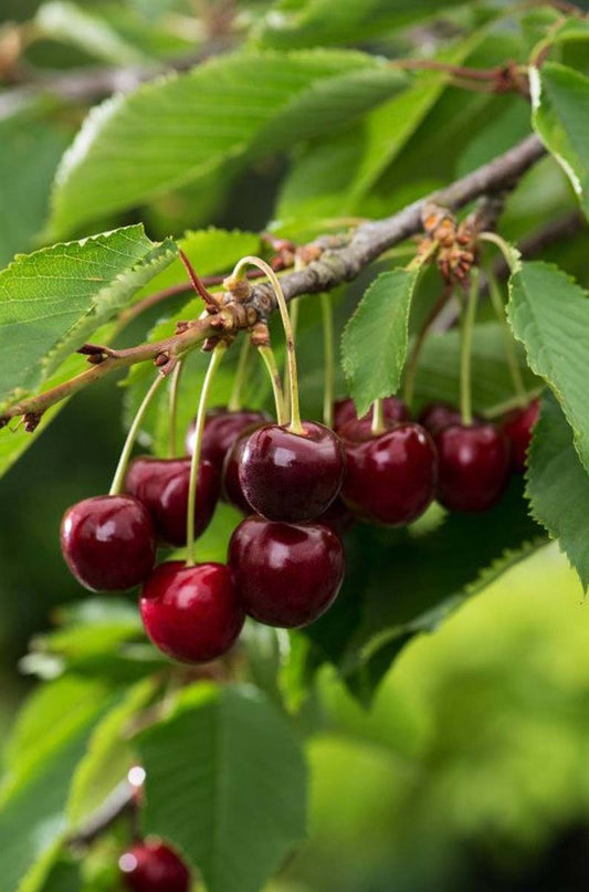 Prunus avium 'Bigarreau Burlat' solitair vrucht
