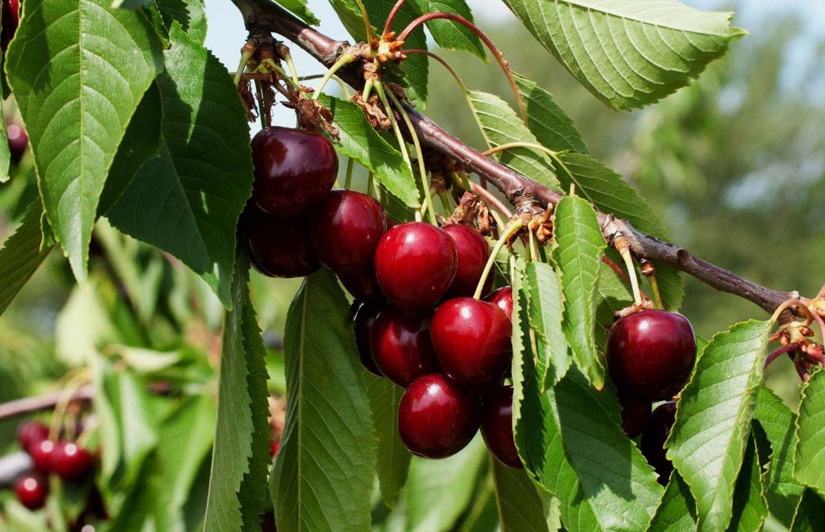 Prunus avium 'Hedelfinger Riesenkirsche' meerstammig / struik vrucht
