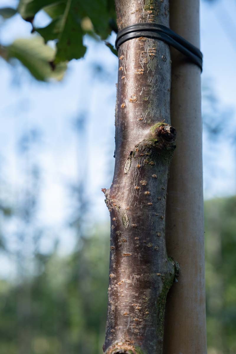 Prunus avium 'Regina' Tuinplanten bast