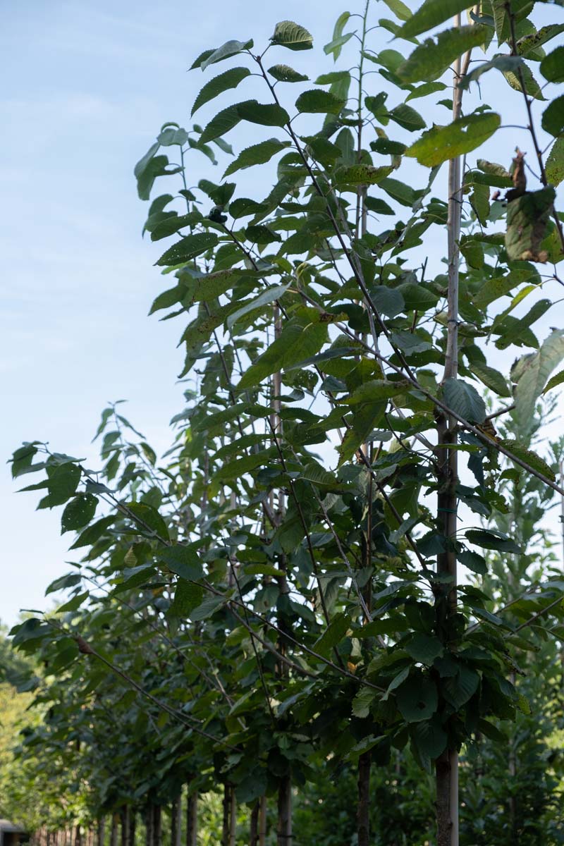 Prunus avium 'Regina' solitair blad