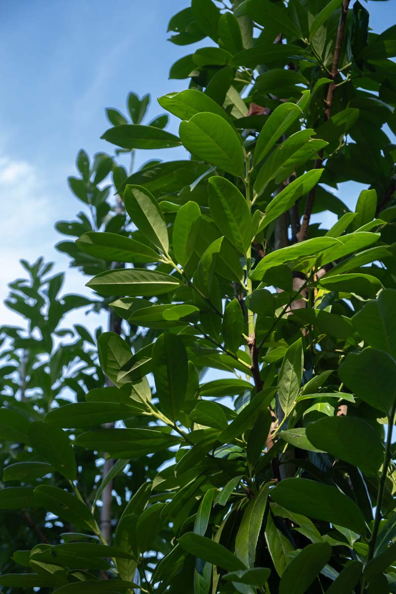 Prunus laurocerasus 'Novita' haagplant blad