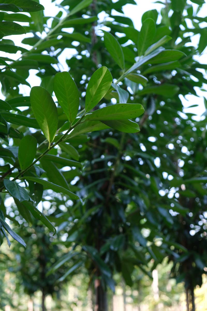 Prunus laurocerasus 'Novita' haagplant twijg