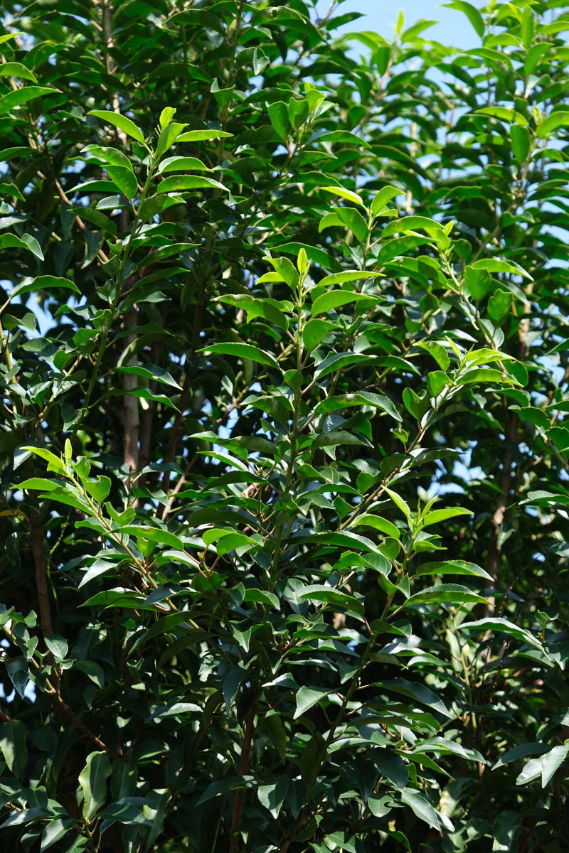 Prunus lusitanica 'Angustifolia' op stam blad