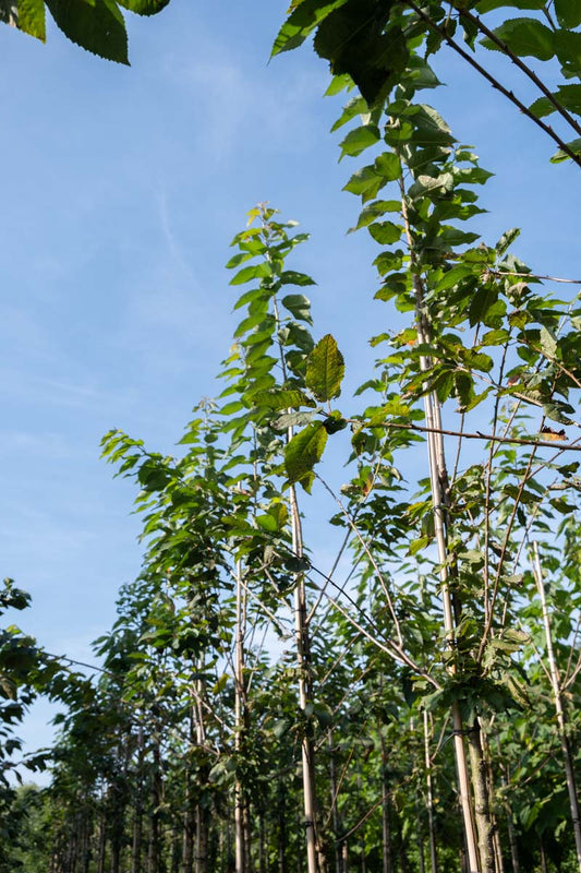 Prunus avium 'Bigarreau Burlat' op stam op stam