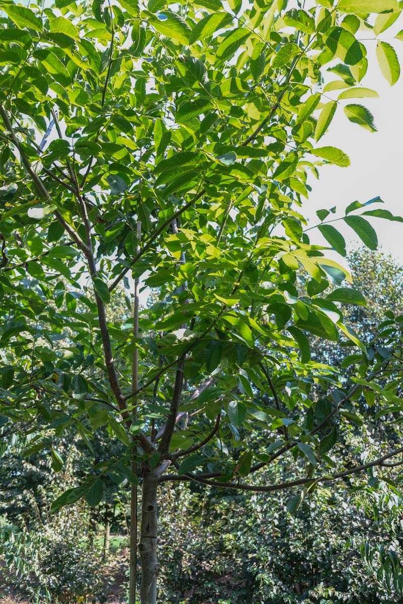 Juglans regia solitair kroon