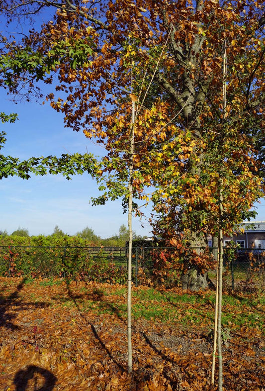 Acer campestre op stam op stam