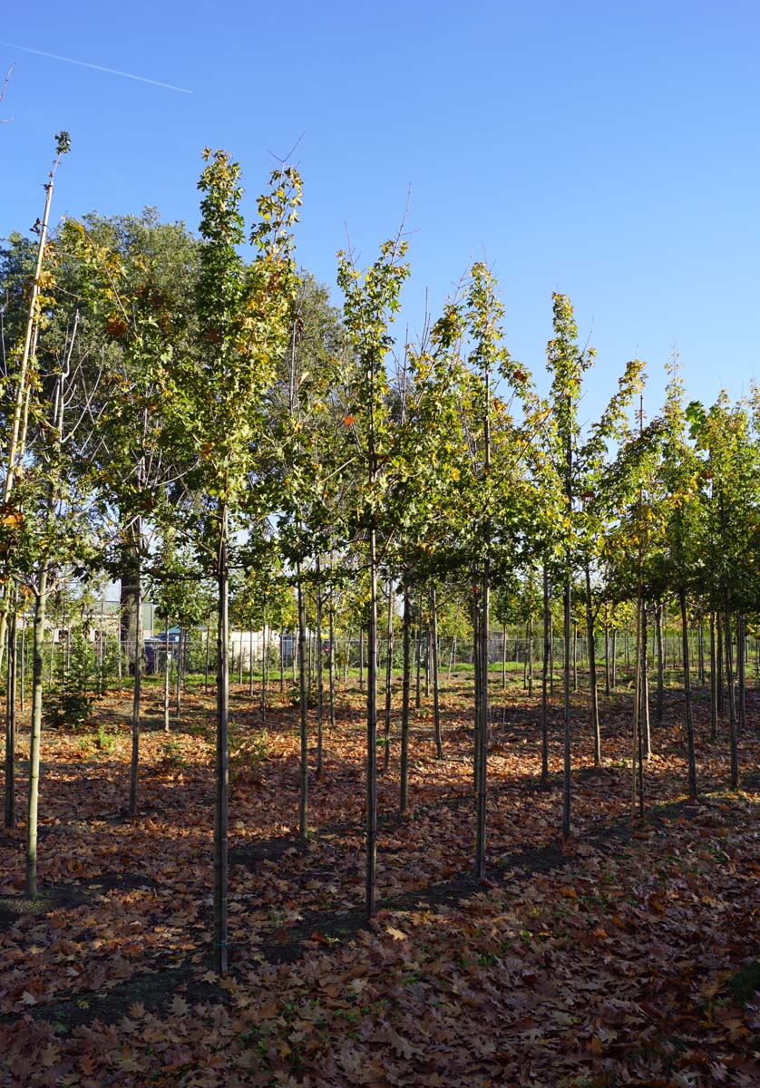 Acer campestre 'Elsrijk' op stam op stam