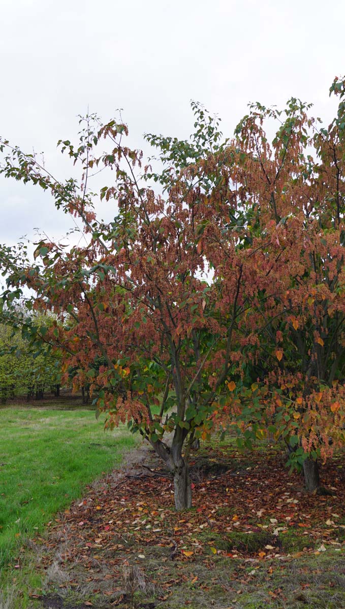 Acer capillipes solitair solitair