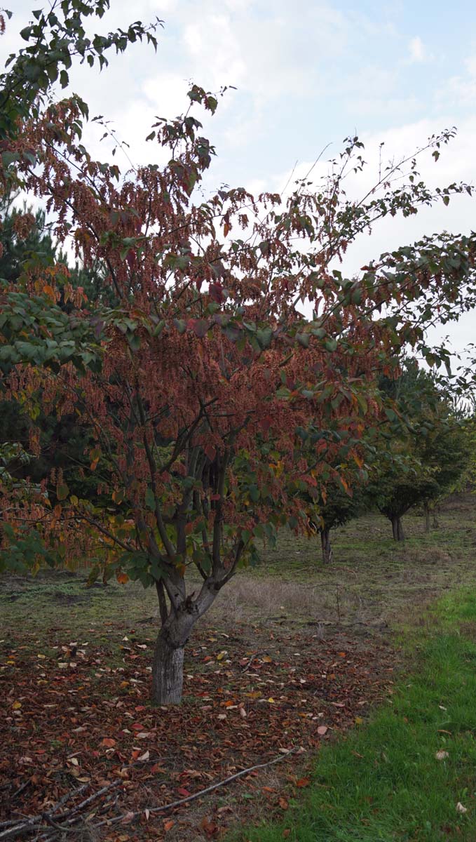 Acer capillipes solitair solitair