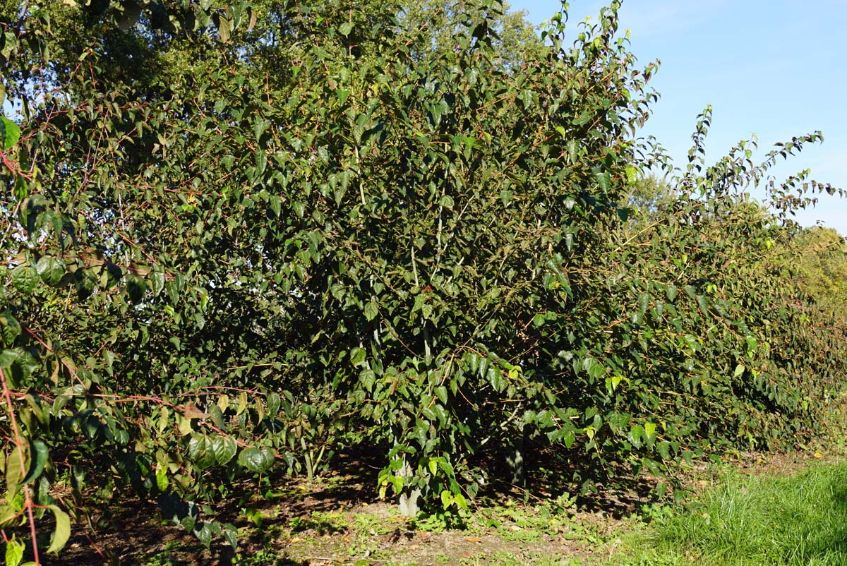 Acer davidii meerstammig / struik meerstammig