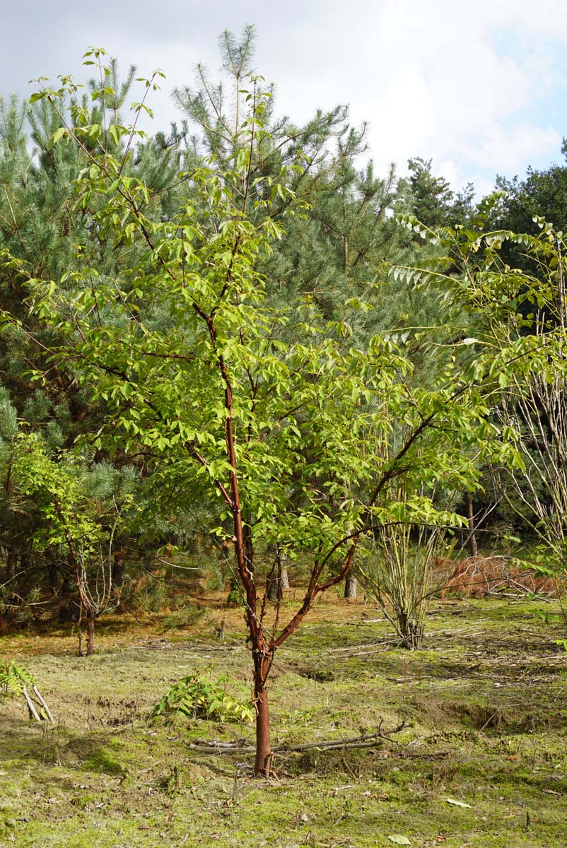 Acer griseum solitair solitair