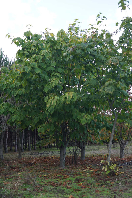 Acer pensylvanicum solitair solitair