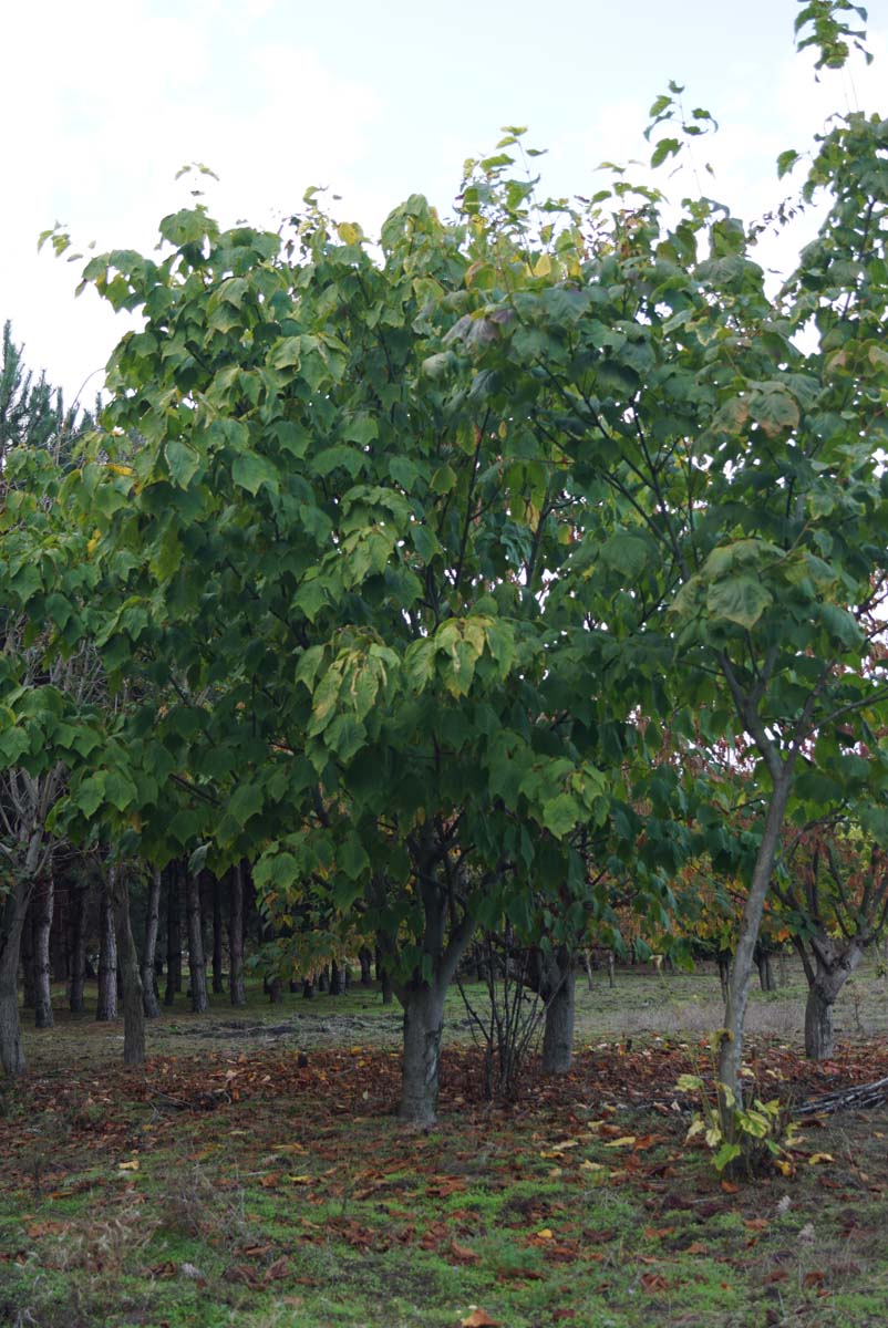 Acer pensylvanicum solitair solitair