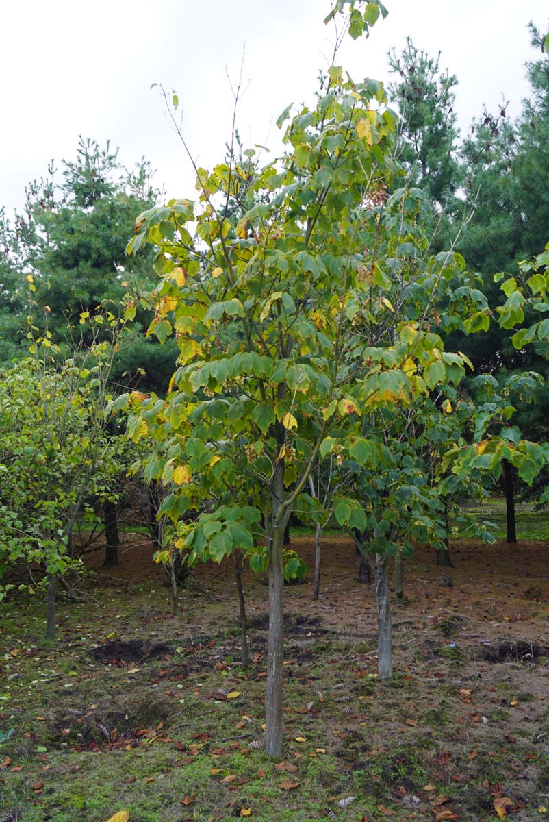 Acer pensylvanicum solitair solitair