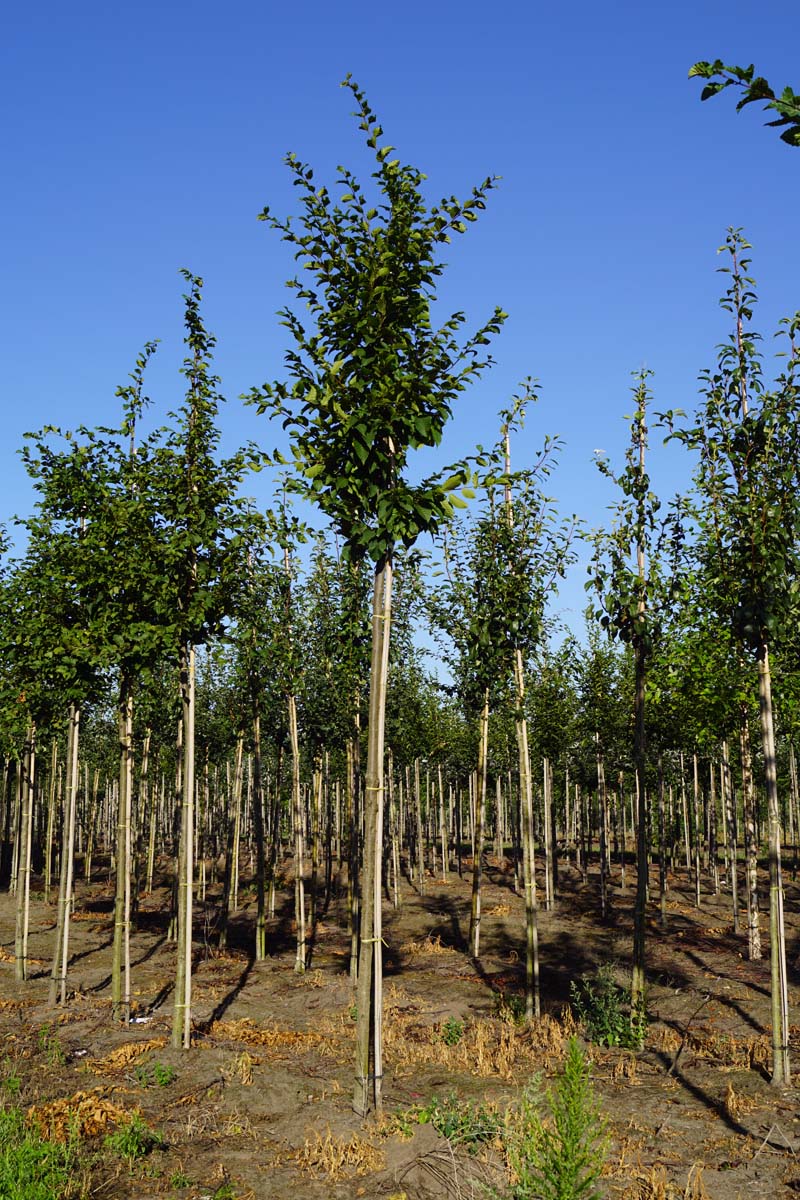 Carpinus betulus 'Frans Fontaine' op stam op stam