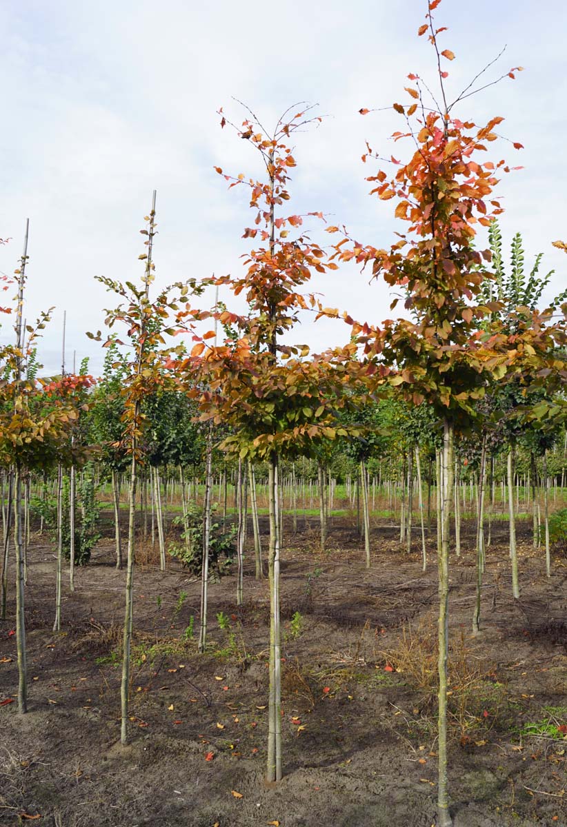 Carpinus betulus 'Lochglow' op stam op stam