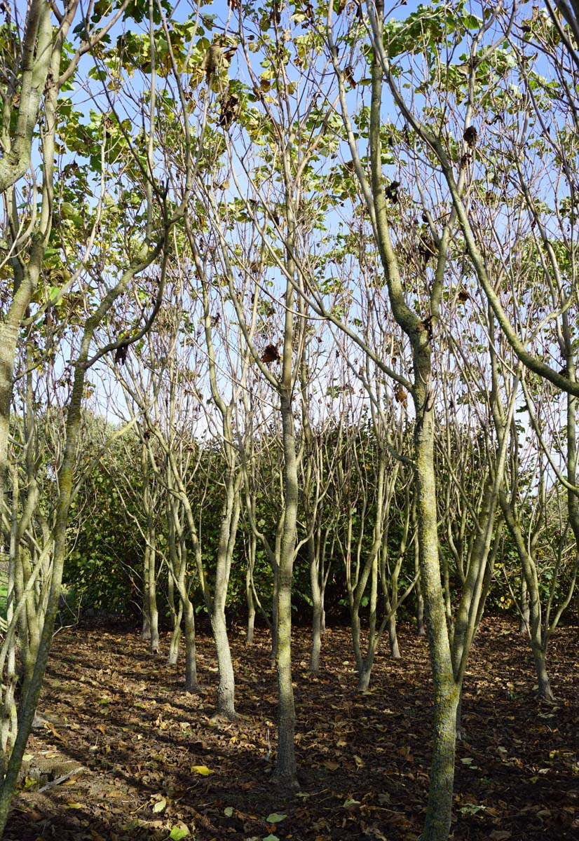 Catalpa erubescens 'Purpurea' solitair solitair