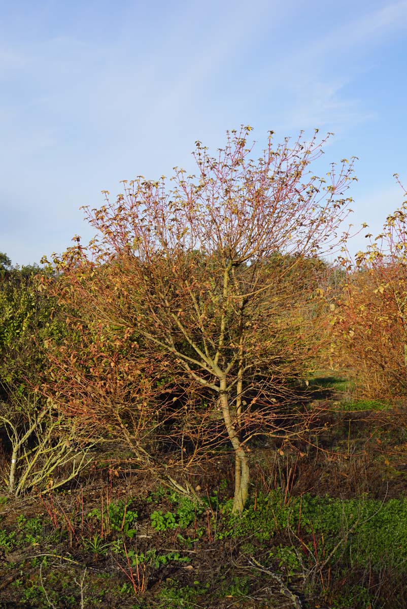Cornus sanguinea 'Midwinter Fire' meerstammig / struik struik