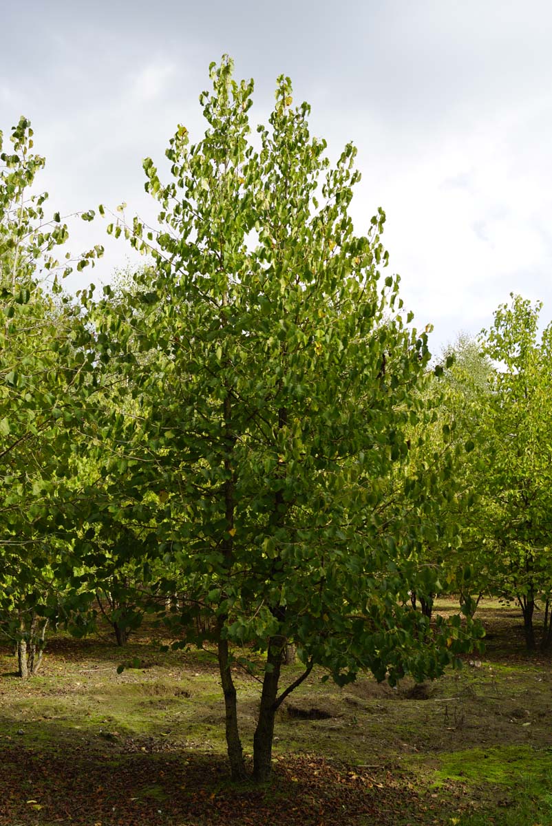 Corylus colurna meerstammig / struik meerstammig