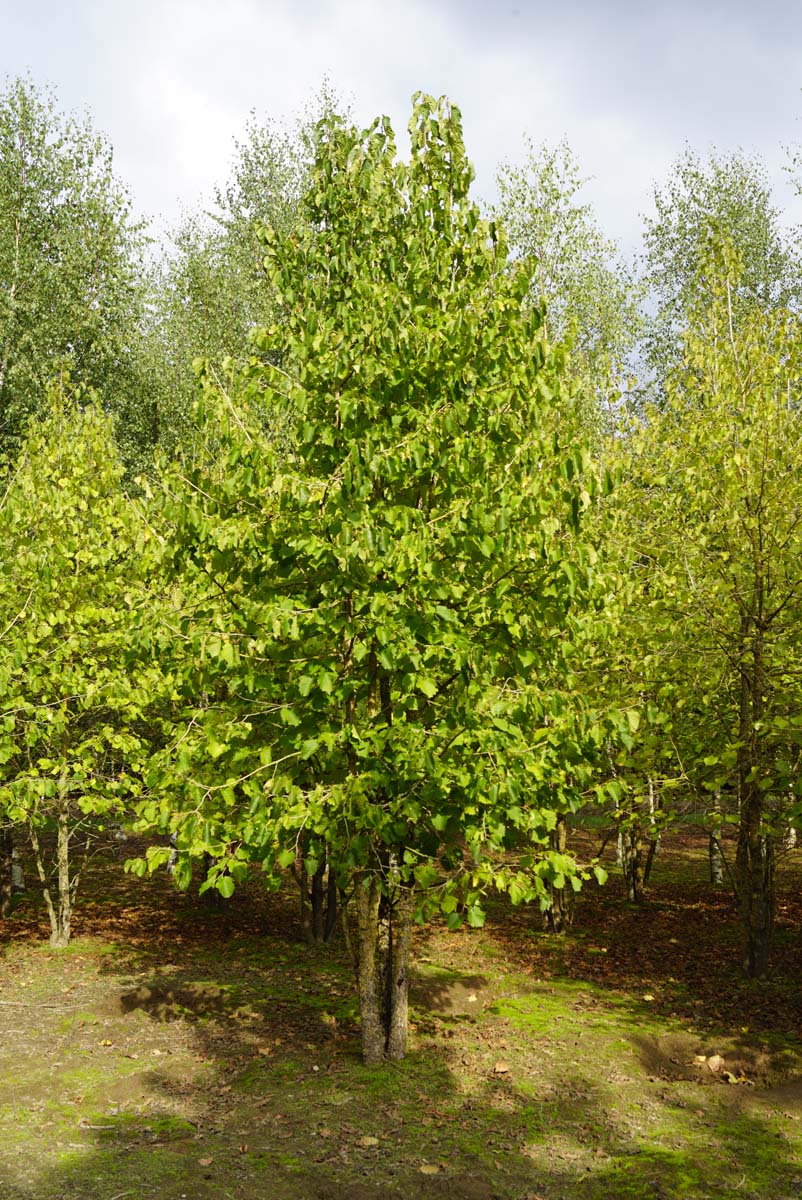 Corylus colurna meerstammig / struik meerstammig